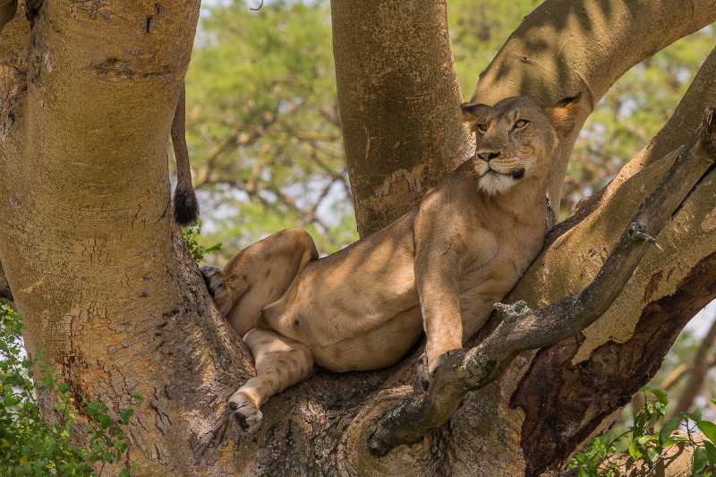 24 Oeganda, Queen Elizabeth NP, leeuw.jpg